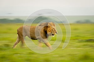 Slow pan of male lion crossing grassland photo