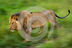 Slow pan of male lion walking past