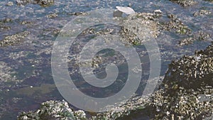 slow pan over tidal pools of water