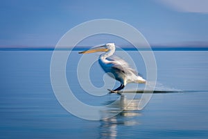 Slow pan of pelican skidding over lake