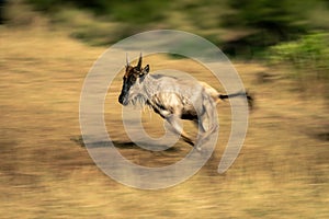 Slow pan of racing blue wildebeest calf