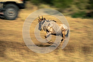 Slow pan of running blue wildebeest calf