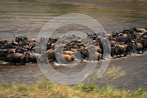 Slow pan of wildebeest crossing river Mara