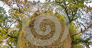 Slow rotate of little planet to looking up into oak grove forest. revolve and curvature of space