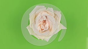 Slow rotation of a pink rose on a green background, keying