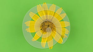 Slow rotation of a yellow camomile on a green background, keying.