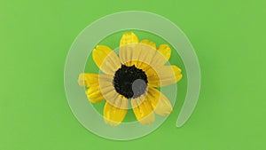 Slow rotation of a yellow camomile on a green background, keying.