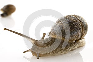 Slow snail