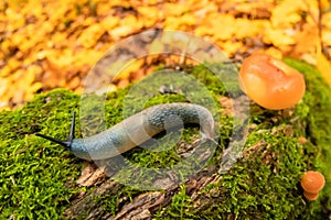 Slow snail, animal in garden, closeup. background