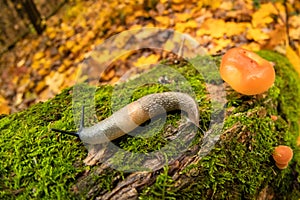 Slow snail, animal in garden, closeup. wildlife gastropod