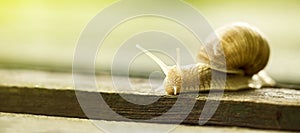 Slow snail banner with copy space