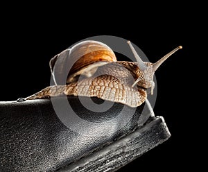 Slow snail on boot toe