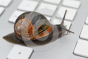 Slow snail crawling on computer keyboard