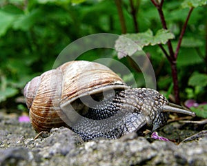 Slow snail