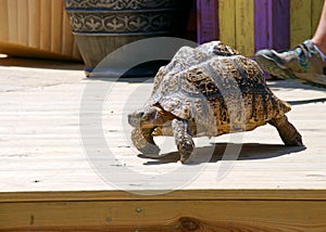 Slow Tortoise on a Patio