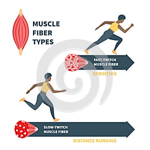 Slow twitch and fast twitch muscle fiber types illustration