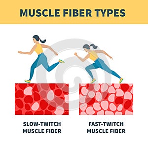 Slow twitch and fast twitch muscle fiber types illustration