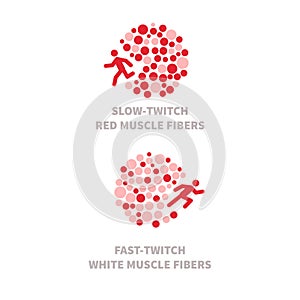 Slow twitch and fast twitch muscle fiber types illustration