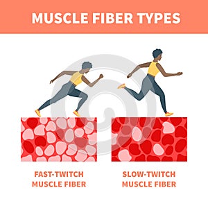 Slow twitch and fast twitch muscle fiber types illustration