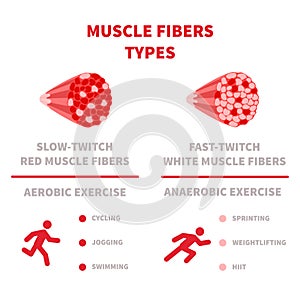 Slow twitch and fast twitch muscle fiber types illustration