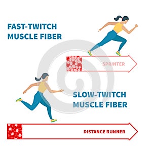 Slow twitch and fast twitch muscle fiber types illustration