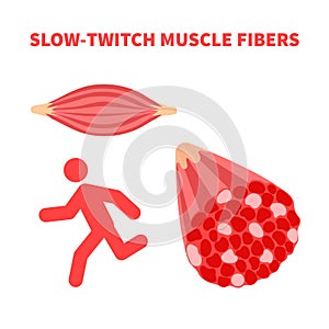 Slow twitch red muscle fiber type illustration