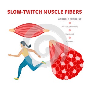 Slow twitch red muscle fiber type illustration