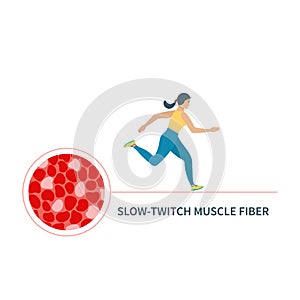 Slow twitch red muscle fiber type illustration