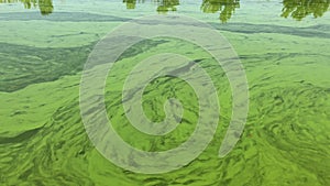 Slow view on Ukrainian river Dnipro covered by cyanobacteria