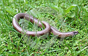 Slow Worm photo