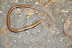 Slow Worm