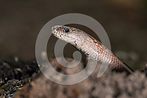 Slow Worm