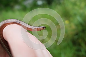 Slow worm