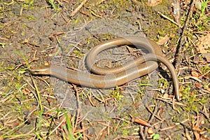 Slow worm