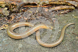 Slow worm