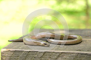 Slow worm