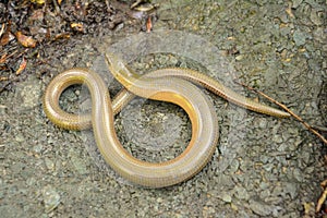 Slow worm