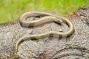 Slow worm