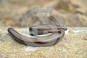 Slow worm