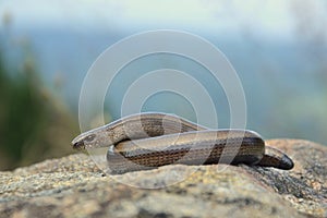 Slow worm