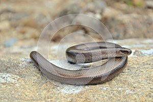 Slow worm