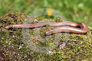 Slow worm Anguis colchica
