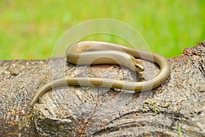 Slow worm