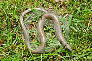 Slow worm