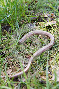 The slow worm (Anguis fragilis)