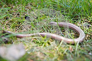 The slow worm (Anguis fragilis)