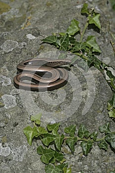 Slow worm, Anguis fragilis,