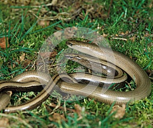 Slow Worm, anguis fragilis, Adults standing on Grass