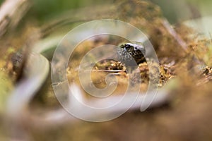 Slow worm & x28;Anguis fragilis& x29; head and eye