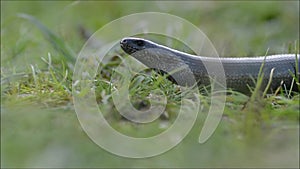 Slow worm Anguis fragilis head and neck